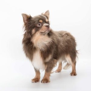 Chihuahua : chiens adultes à céder