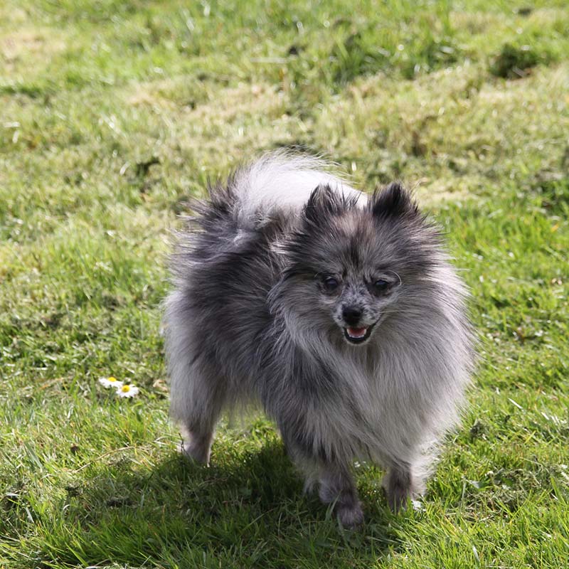 Spitz Poméranien Merle Couleur Exotique Royaume Dexquise