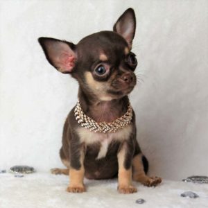 chihuahua chocolat