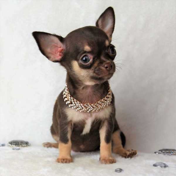 chihuahua chocolat