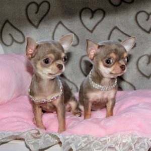 Chihuahua : chiots à vendre