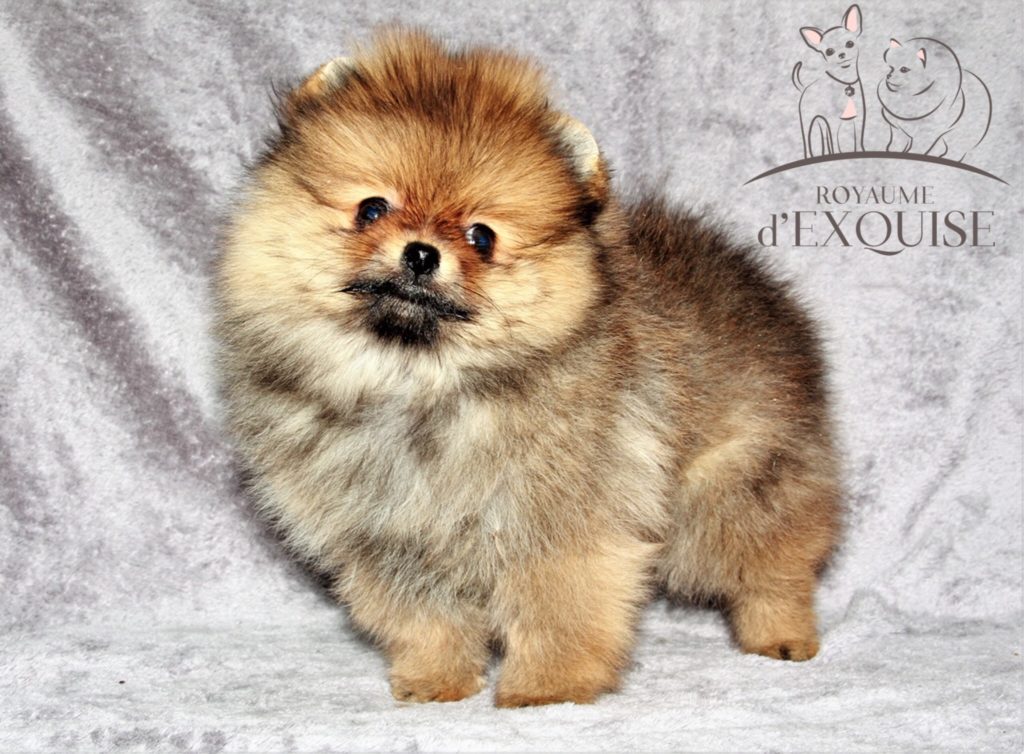 chiot pomeranian