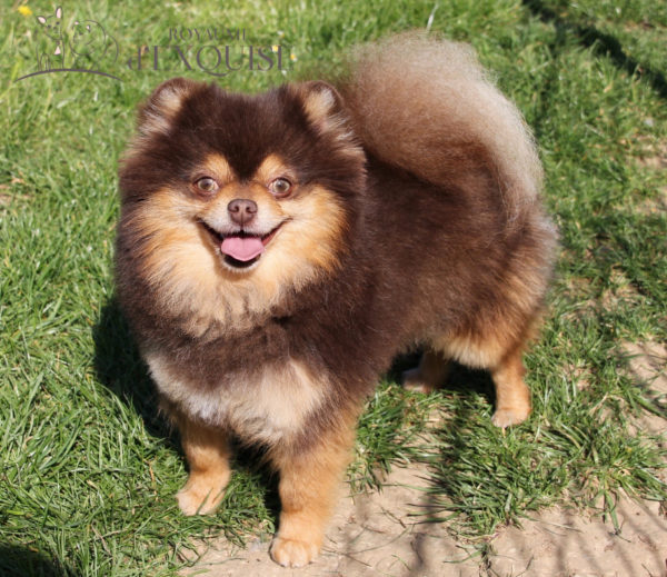 ROCCO – Image 2