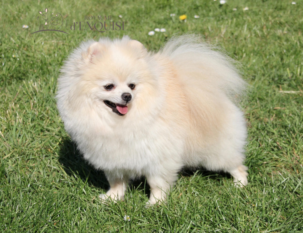 Chiot spitz nain poméranien, disponible