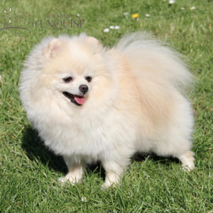 elevage de pomeranian