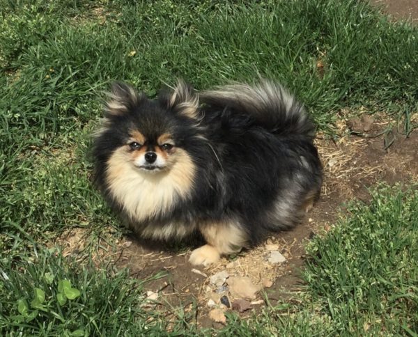 Spitz nain Black and Tan
