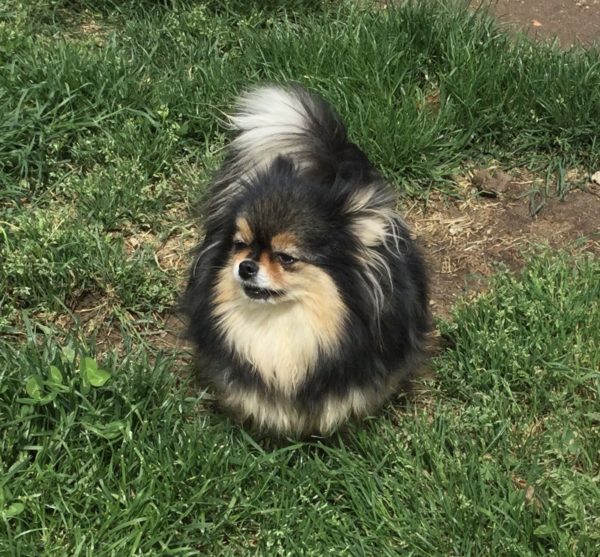 Spitz nain Black and Tan