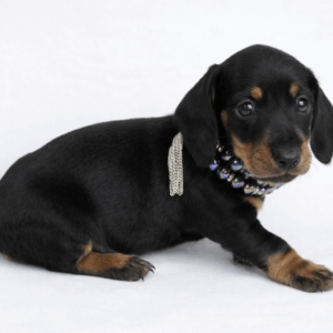 Teckel nain poil ras noir et feu