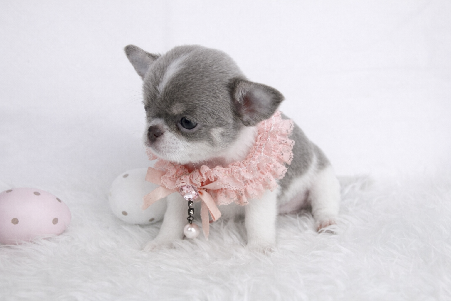 Chiot FEMELLE Chihuahua poil court LOF ==DISPONIBLE== – Image 2