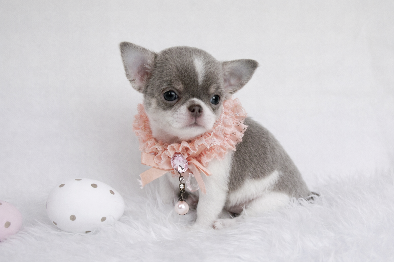 Chiot FEMELLE Chihuahua poil court LOF ==DISPONIBLE==