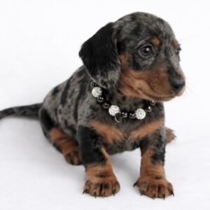 Teckel nain arlequin