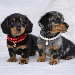 Teckel nain poil long