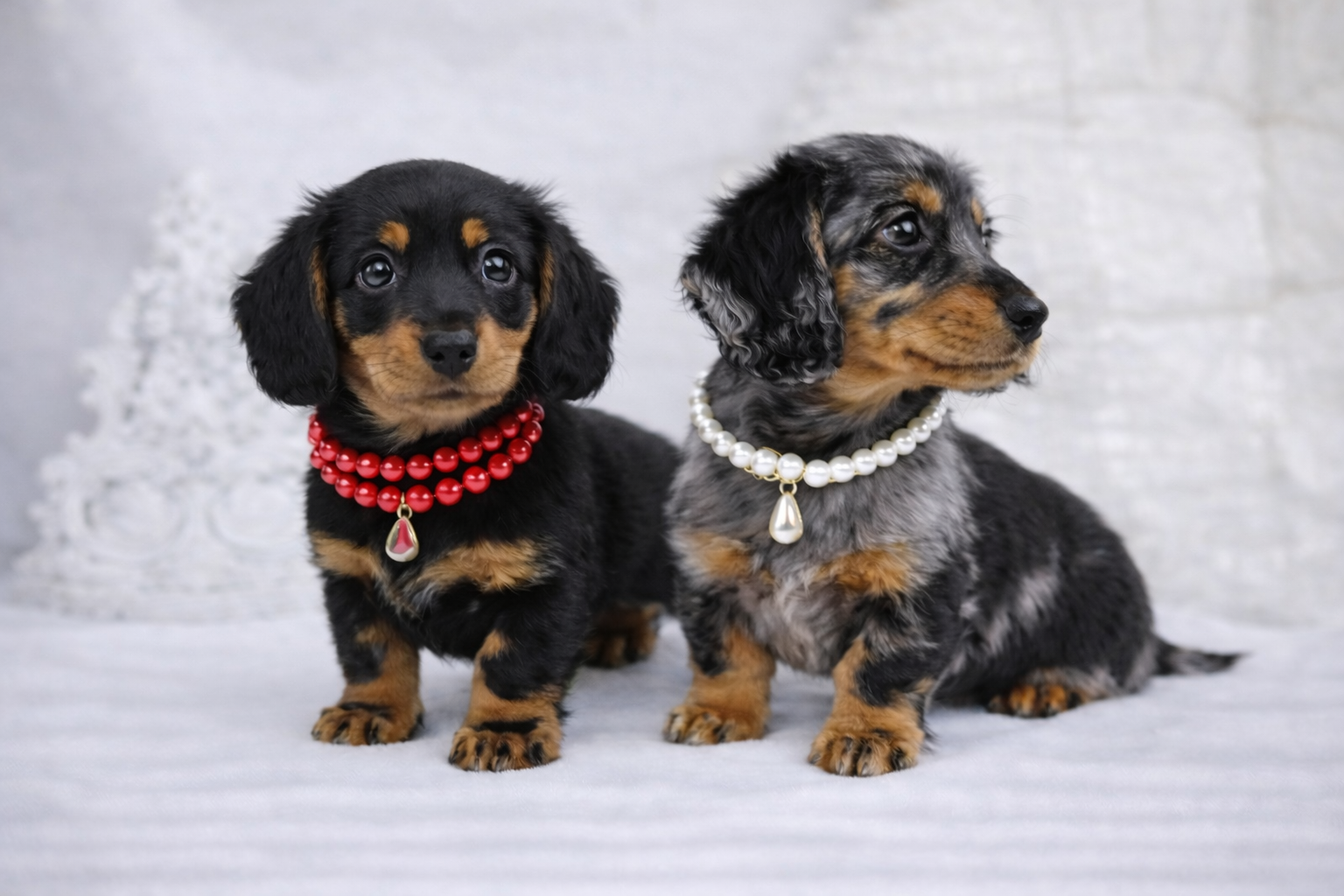 Teckel nain poil long