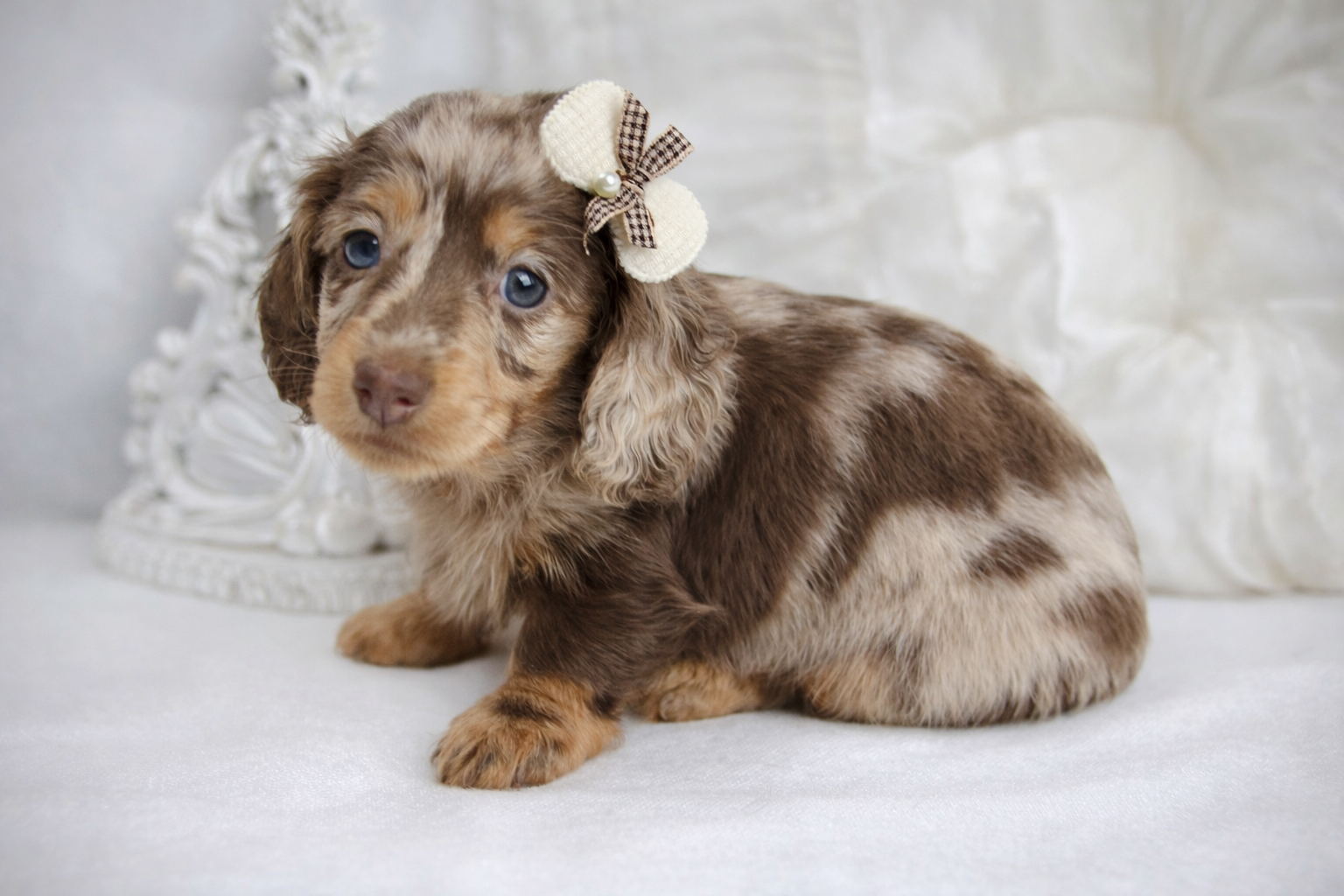 teckel femelle arlequin