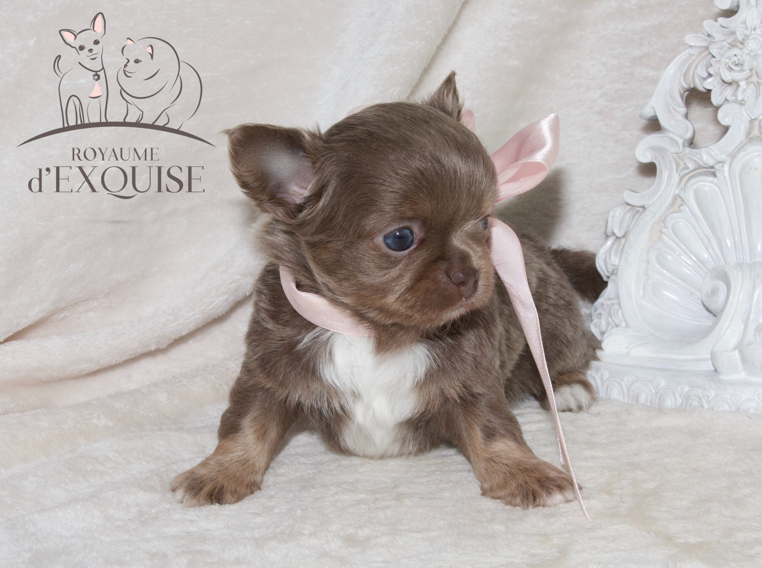 Femelle CHIHUAHUA poil long DISPONIBLE