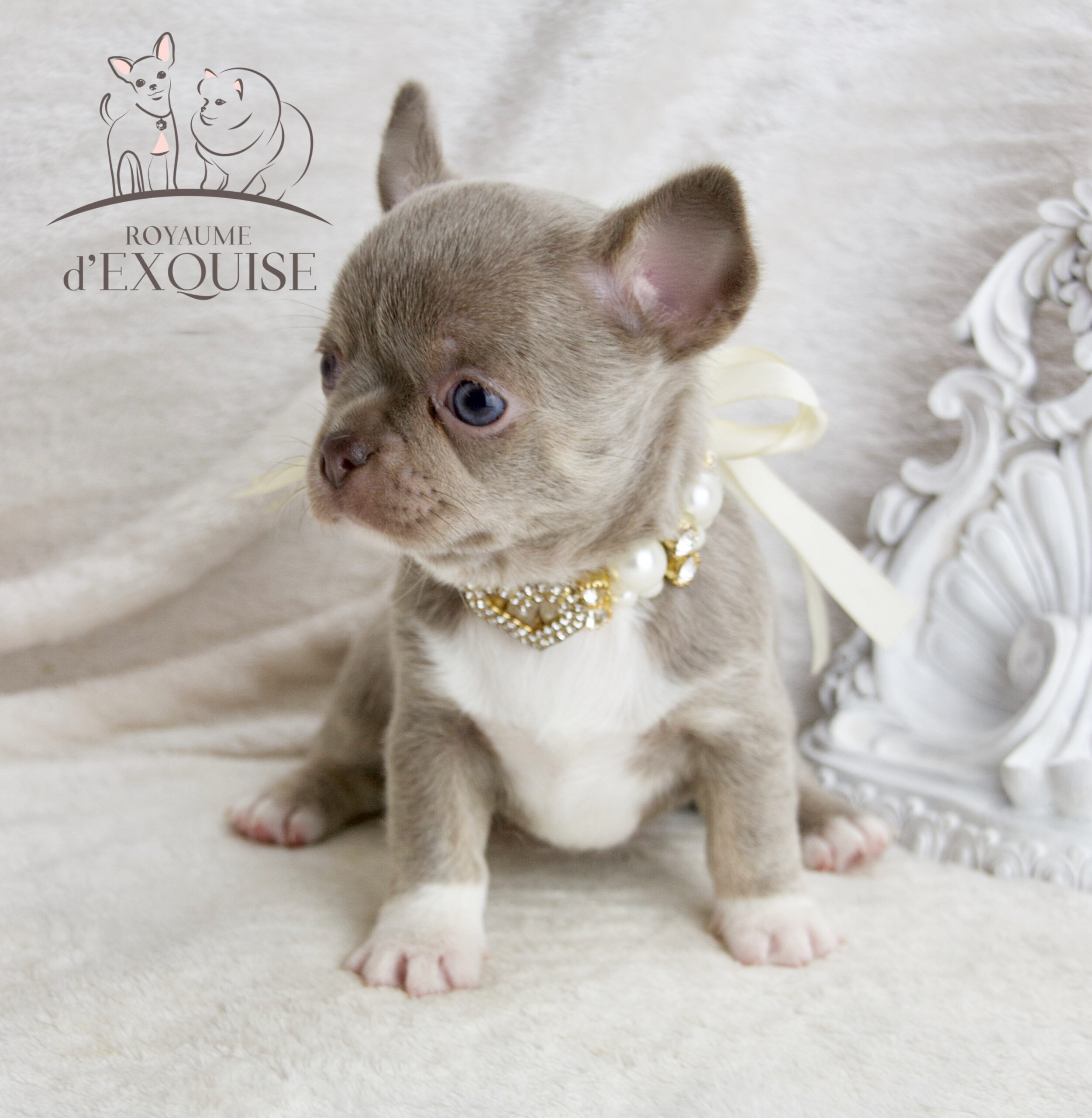 Femelle CHIHUAHUA DISPONIBLE