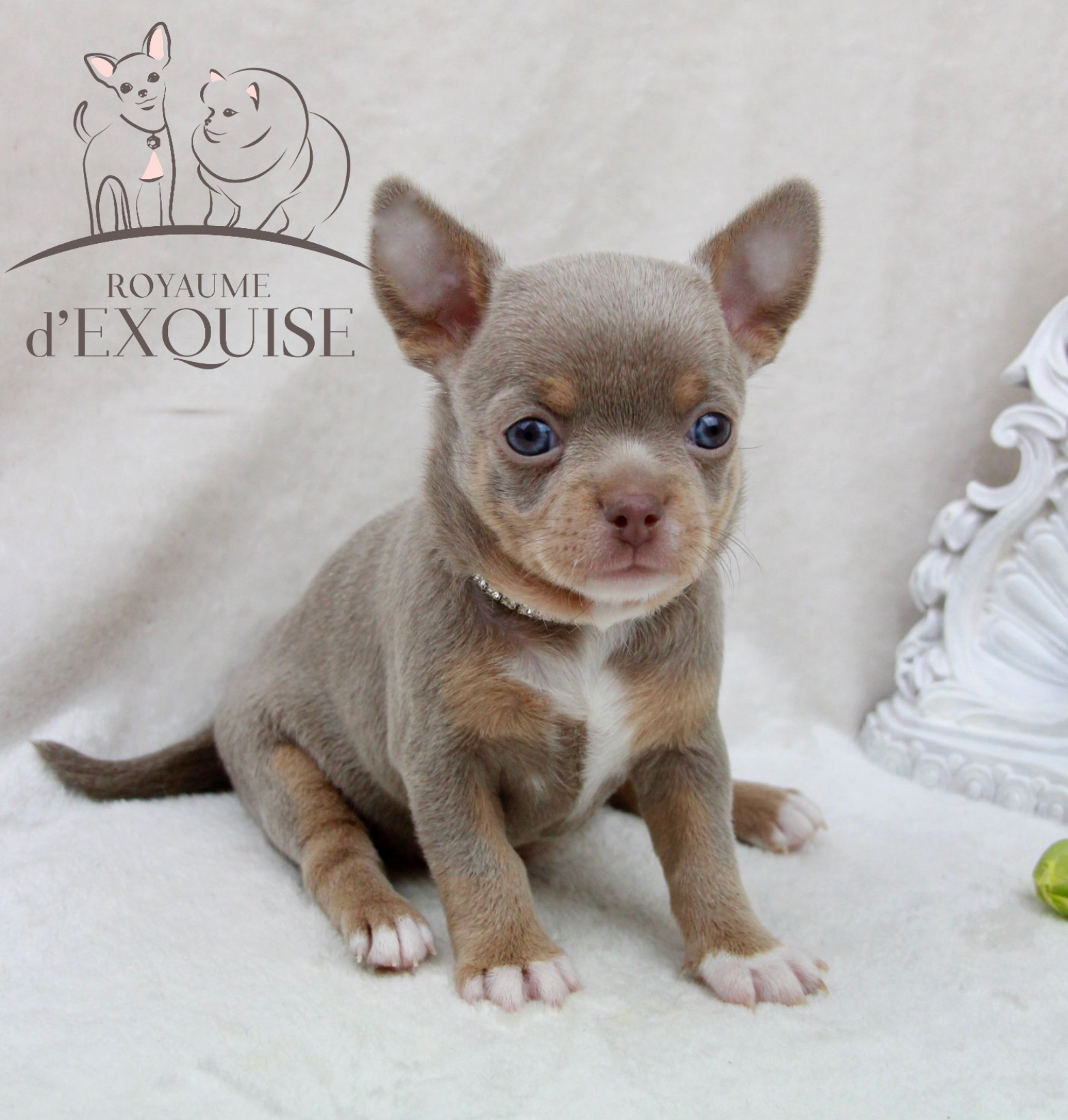 CHIHUAHUA Femelle (Disponible)