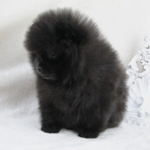 Bébé Spitz Poméranian mâle ==DISPONIBLE==