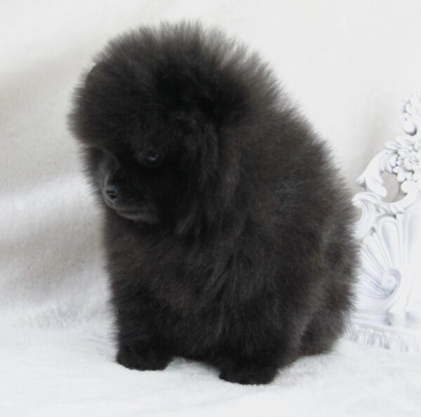 Bébé Spitz Poméranian mâle ==DISPONIBLE==