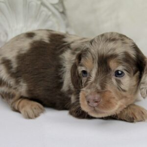 Teckel nain femelle ==DISPONIBLE==