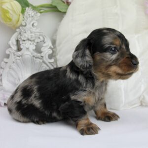 Teckel nain mâle ==DISPONIBLE