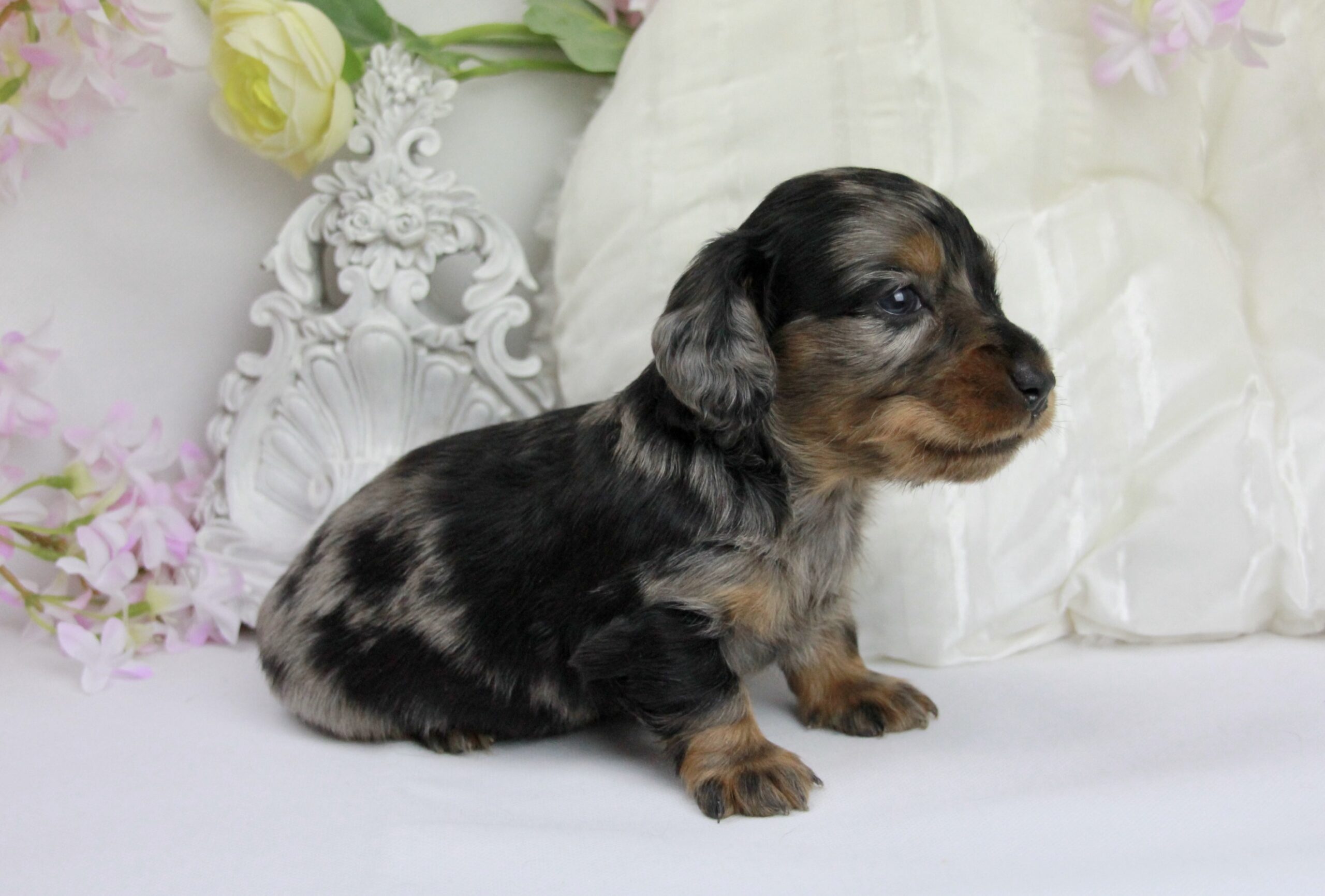 Teckel nain mâle ==DISPONIBLE