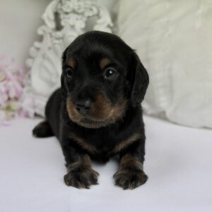 Teckel nain mâle ==DISPONIBLE==