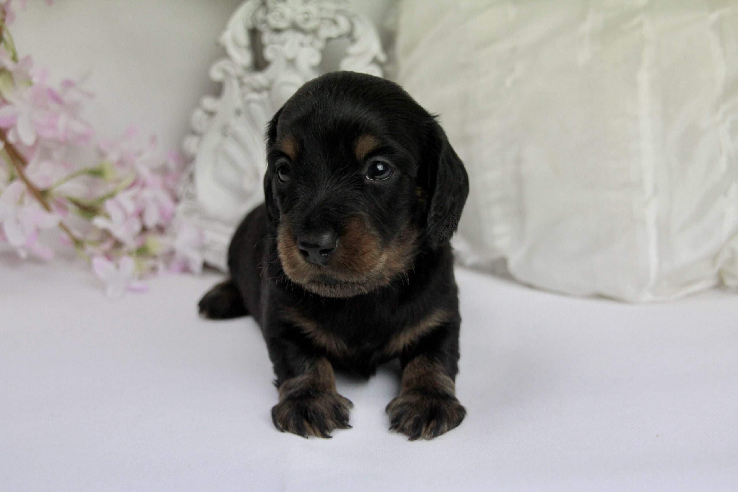 Teckel nain mâle ==DISPONIBLE==