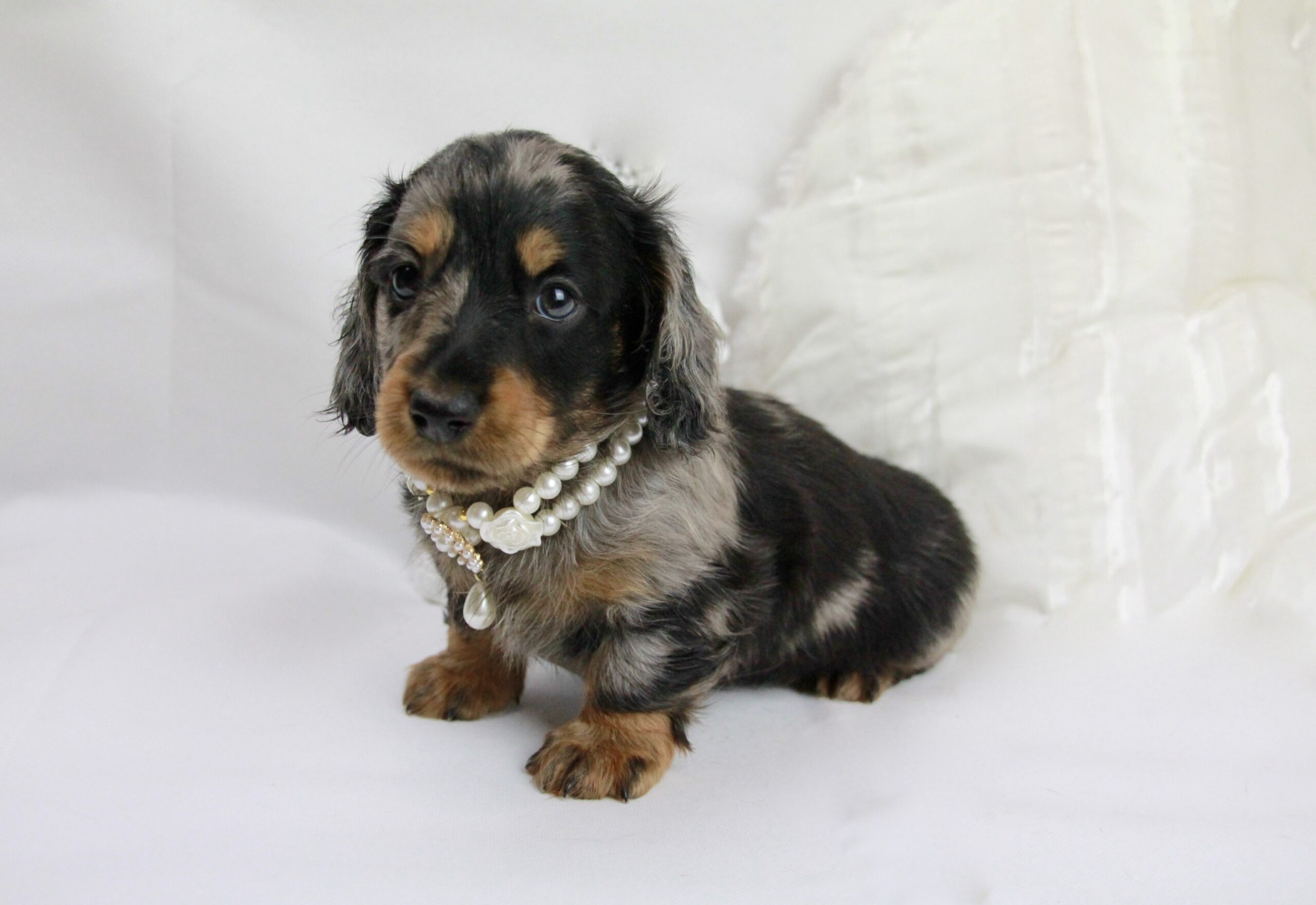 Teckel poil long nain mâle ==DISPONIBLE