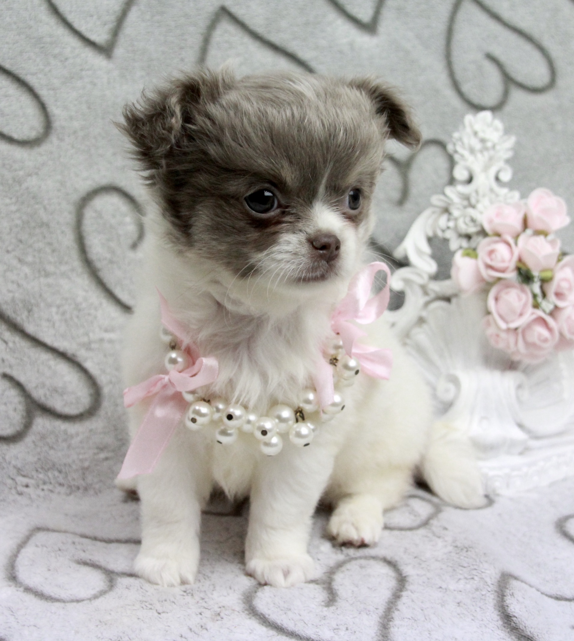 Chihuahua poil long femelle ==DISPONIBLE==
