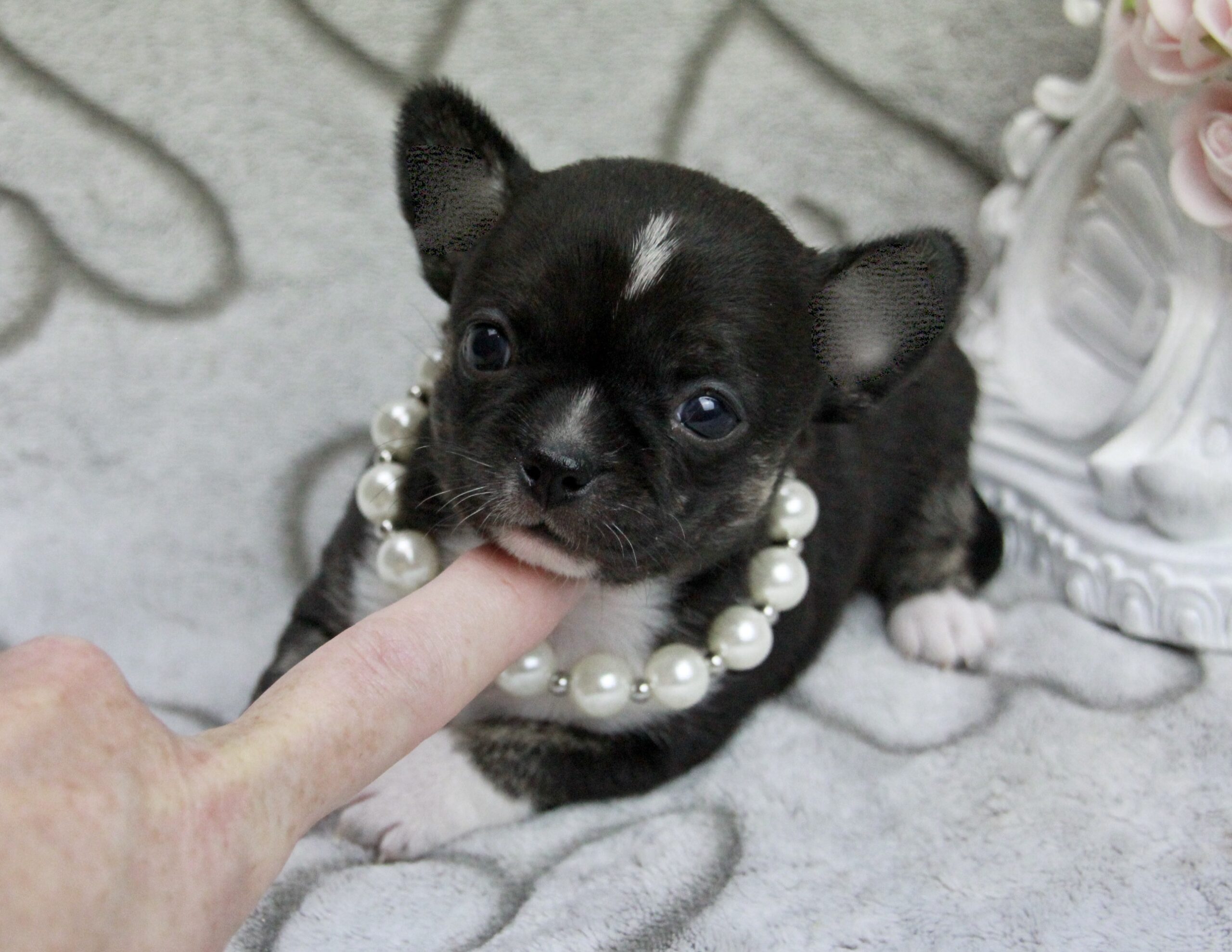 Chihuahua poil court femelle ==DISPONIBLE==
