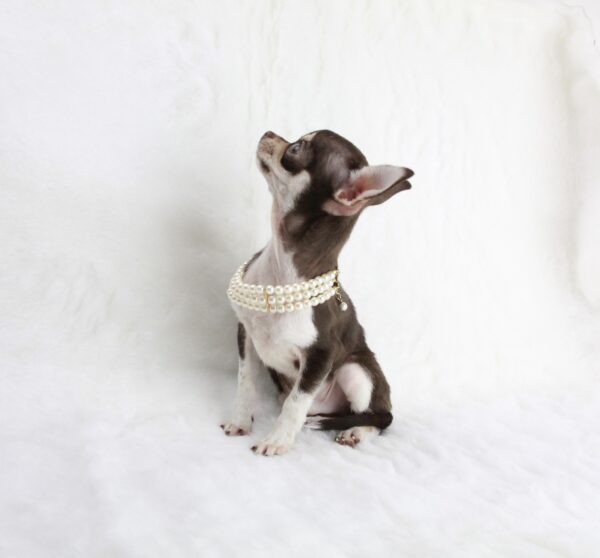 Chihuahua mâle miniature ==DISPONIBLE== – Image 2