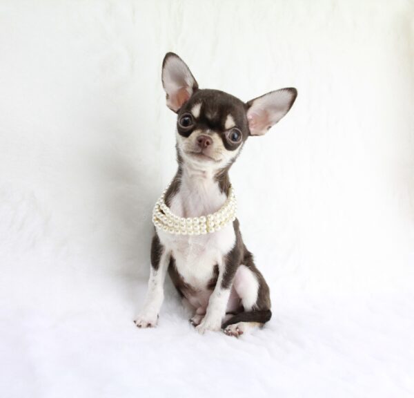 Chihuahua mâle miniature ==DISPONIBLE==