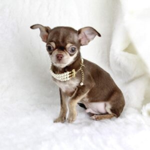 Chihuahua mâle ==DISPONIBLE==