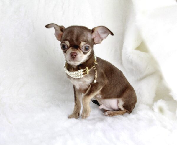 Chihuahua mâle ==DISPONIBLE==