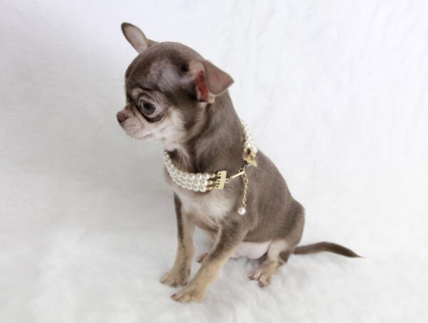 Chihuahua mâle ==DISPONIBLE== – Image 2