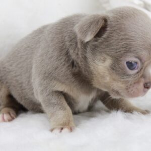 Bébé Chihuahua femelle LOF ==DÉJÀ RÉSERVÉ==
