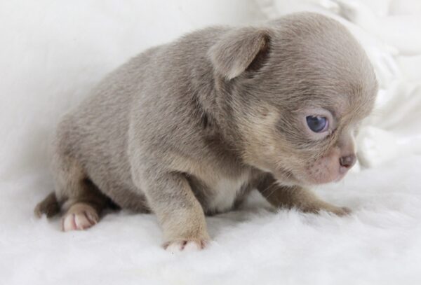 Bébé Chihuahua femelle LOF ==DÉJÀ RÉSERVÉ==