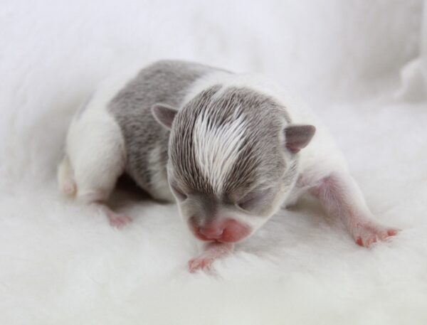 Bébé Chihuahua femelle LOF ==en cours de réservation==