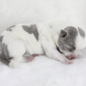 Bébé Chihuahua mâle ==DÉJÀ RÉSERVÉ==