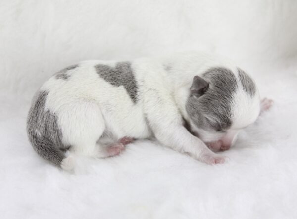 Bébé Chihuahua mâle ==DÉJÀ RÉSERVÉ==