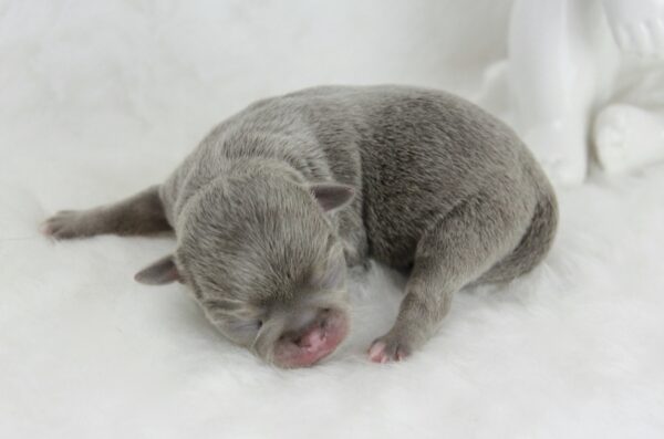 Bébé Chihuahua femelle LOF ==DISPONIBLE==