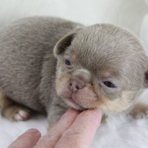 Bébé Chihuahua mâle LOF ==DISPONIBLE==