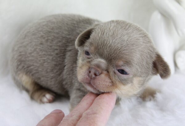 Bébé Chihuahua mâle LOF ==DISPONIBLE==