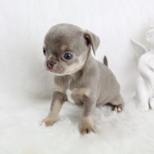 Bébé Chihuahua femelle LOF ==DÉJÀ RÉSERVÉ==