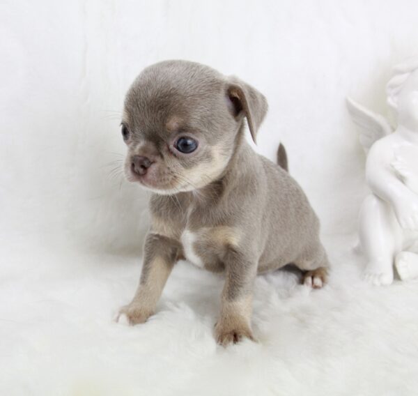 Bébé Chihuahua femelle LOF ==DÉJÀ RÉSERVÉ==