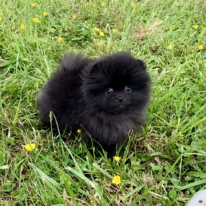 Bébé Spitz Poméranian mâle ==DISPONIBLE==