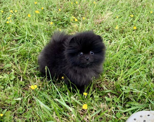 Bébé Spitz Poméranian mâle ==DISPONIBLE==