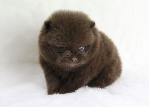 Bébé Spitz Poméranian femelle ==RÉSERVÉE==