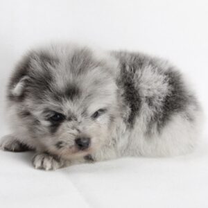 Bébé Spitz Poméranien ➡️en savoir plus..